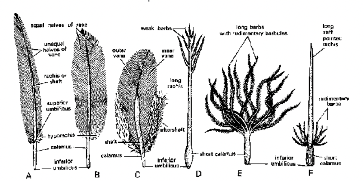 Flight Adaptations
